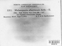Melampsora albertensis image